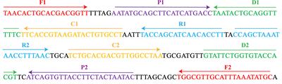 A Rapid Detection of Haemophilus influenzae Using Multiple Cross Displacement Amplification Linked With Nanoparticle-Based Lateral Flow Biosensor